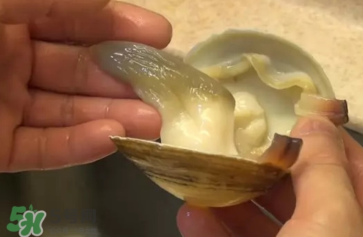 北極貝多少錢一斤？北極貝長什么樣子