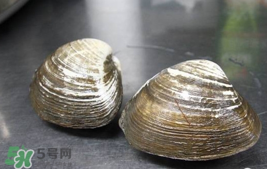 北極貝多少錢一斤？北極貝長什么樣子