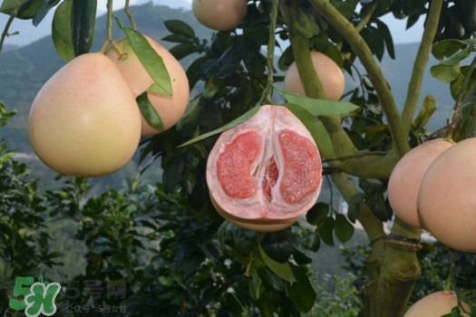 三紅蜜柚口味怎么樣？三紅蜜柚苗多少錢一棵