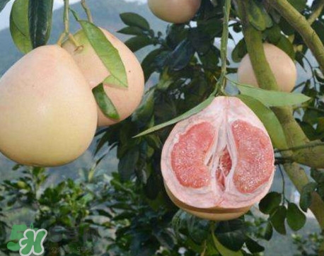 三紅蜜柚怎么挑選？三紅蜜柚種植方法與技巧