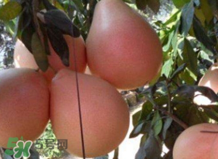 三紅蜜柚怎么挑選？三紅蜜柚種植方法與技巧