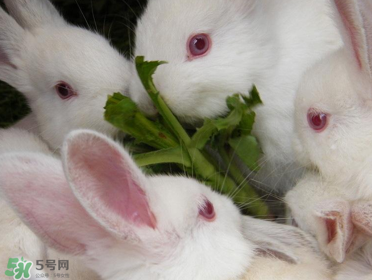 兔肉和羊肉能一起吃嗎？兔肉和羊肉相克嗎？