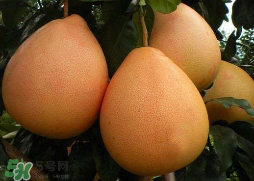 三紅蜜柚什么時(shí)候種植？三紅蜜柚什么時(shí)候成熟
