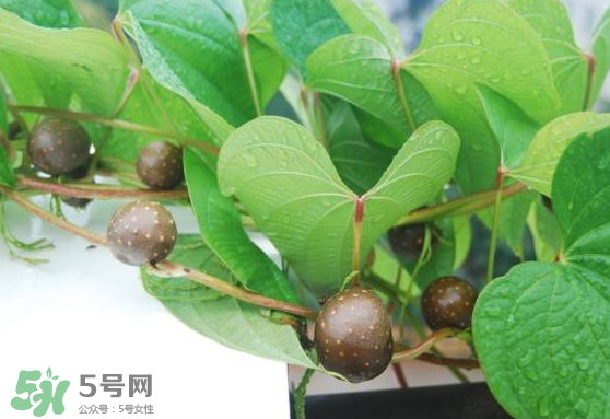 山藥豆能生吃嗎？山藥豆能帶皮吃嗎？