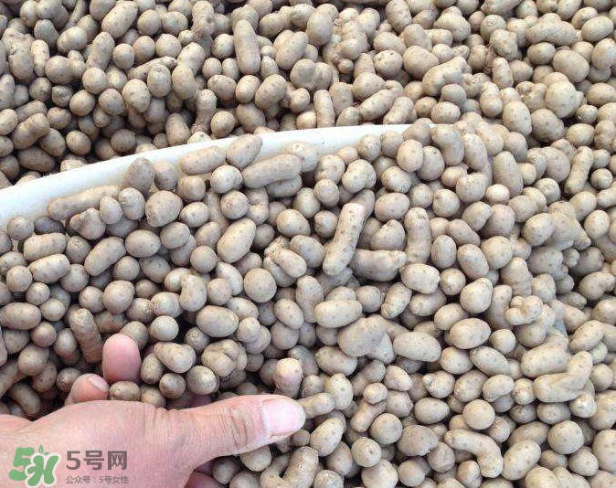 山藥豆能種植嗎？山藥豆怎么種？