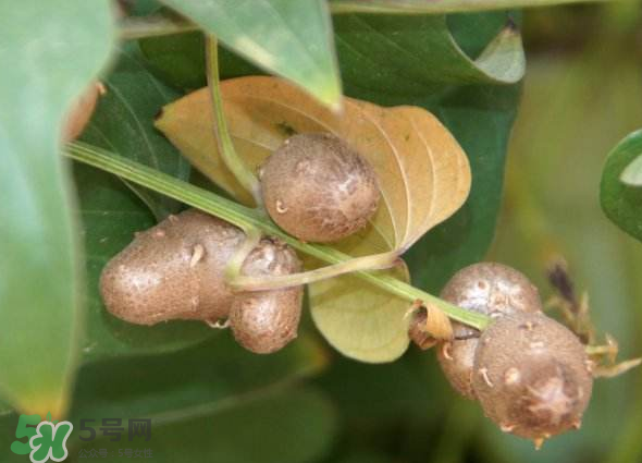 山藥豆能種植嗎？山藥豆怎么種？
