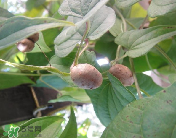 山藥豆能泡酒嗎？山藥豆能打豆?jié){嗎？