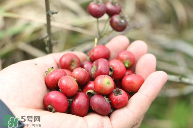 山楂和蜂蜜能一起沖水喝嗎？