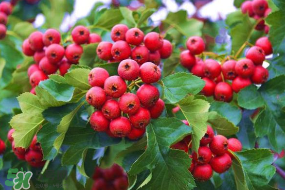 山楂和紅棗可以一起泡水喝嗎？