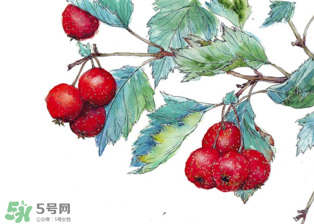 山楂要煲多長時間最好？山楂要什么時候吃最好？