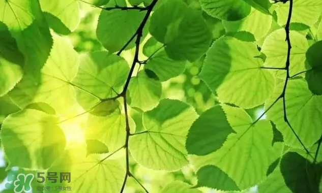 三伏天吃什么？三伏天養(yǎng)生