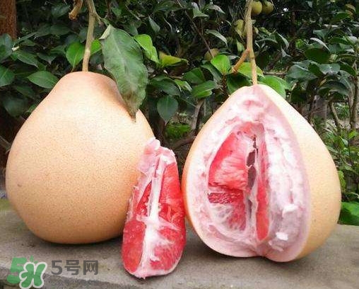 三紅蜜柚有什么功效？三紅蜜柚和金橙蜜柚哪個(gè)更好