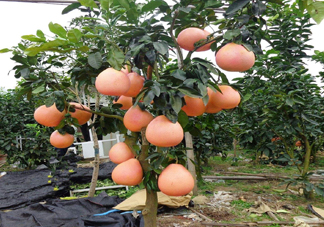 三紅蜜柚幾年結(jié)果？種三紅蜜柚好還是紅肉蜜柚好？