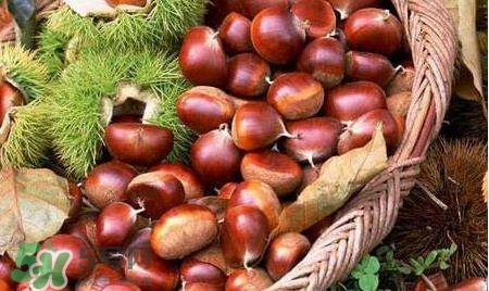 板栗酒能治療腎陽(yáng)虛嗎？板栗泡酒真的能壯陽(yáng)嗎？