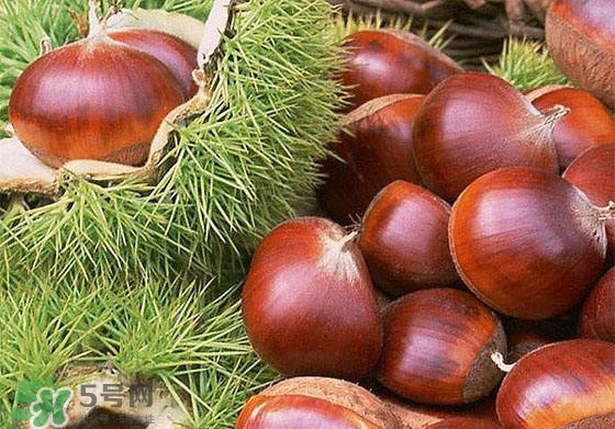 板栗酒能治療腎陽(yáng)虛嗎？板栗泡酒真的能壯陽(yáng)嗎？