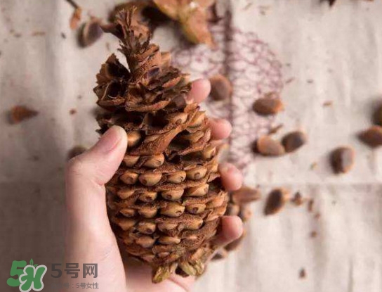 松籽有什么營養(yǎng)價值？松籽仁的功效與作用