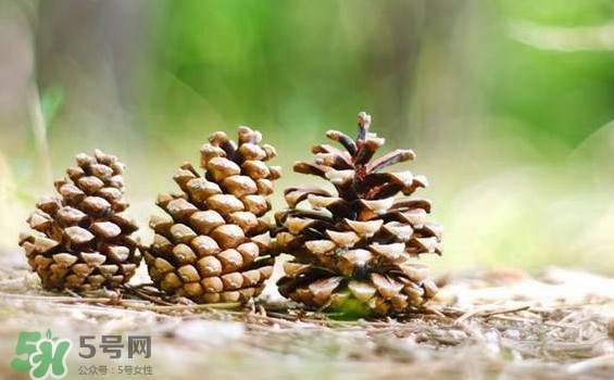 松子靠什么傳播種子的？松子是什么樹的果實