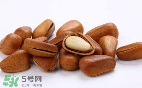 松子靠什么傳播種子的？松子是什么樹的果實