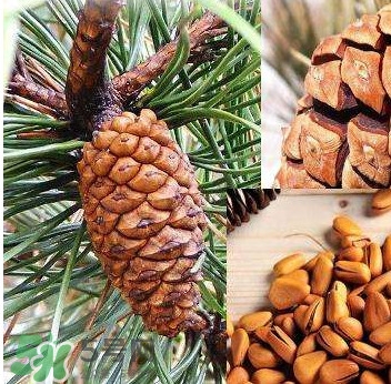松籽是什么樹結(jié)的？松子還是松籽？