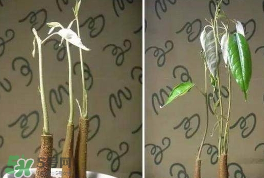 榴蓮籽能種嗎？榴蓮籽怎么種小盆栽？