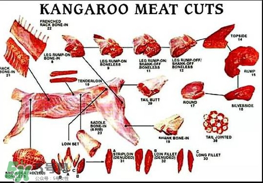 袋鼠是老鼠嗎？袋鼠肉好吃嗎