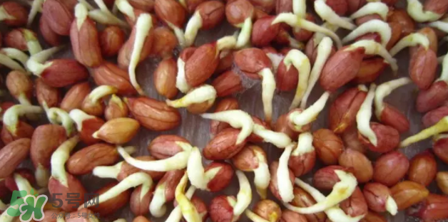 什么樣的花生適合發(fā)芽？花生的食用方法