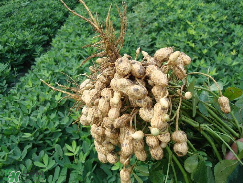 花生的藥用價(jià)值有哪些？花生不能和什么一起吃？