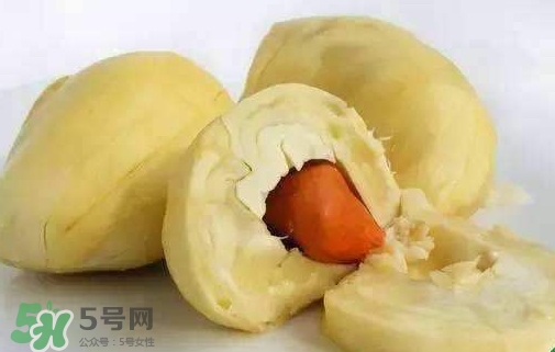榴蓮籽能種嗎？榴蓮籽怎么種小盆栽？