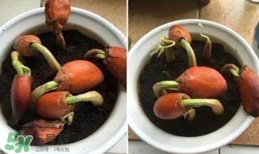榴蓮籽能種嗎？榴蓮籽怎么種小盆栽？