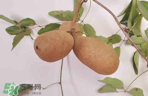 八月炸果為什么種的人少？八月炸可以放多久
