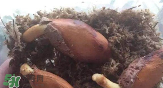 榴蓮籽能種嗎？榴蓮籽怎么種小盆栽？