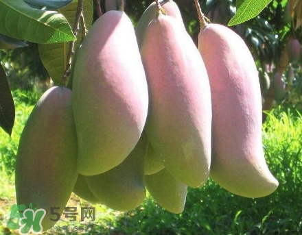 芒果有哪些品種？哪種芒果最好吃？