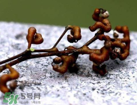 拐棗可以嫁接嗎？拐棗是哪里的特產