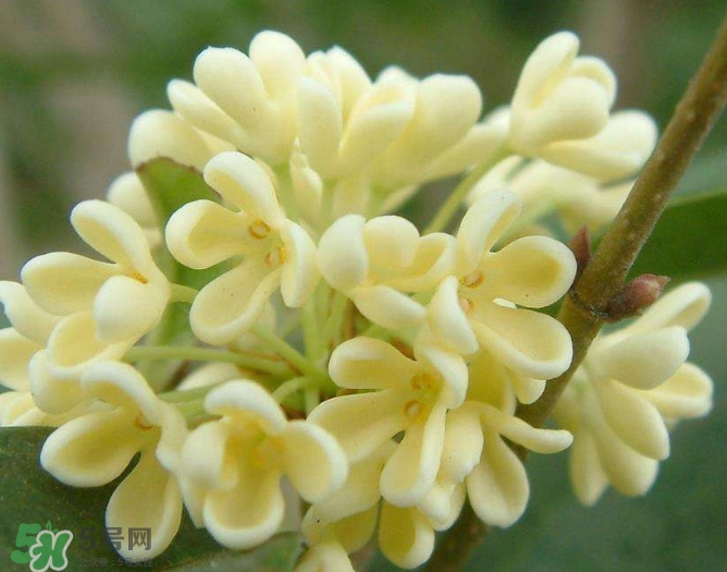 新鮮桂花怎么清洗？新鮮桂花可以冷凍嗎？