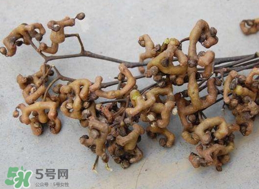 拐棗可以嫁接嗎？拐棗是哪里的特產