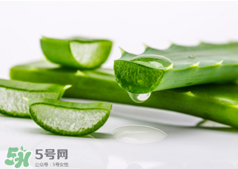 蘆薈泡酒治皮膚病嗎？蘆薈泡酒的功效與作用