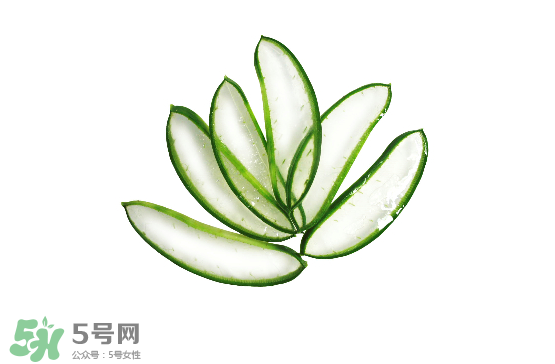 蘆薈泡酒治皮膚病嗎？蘆薈泡酒的功效與作用