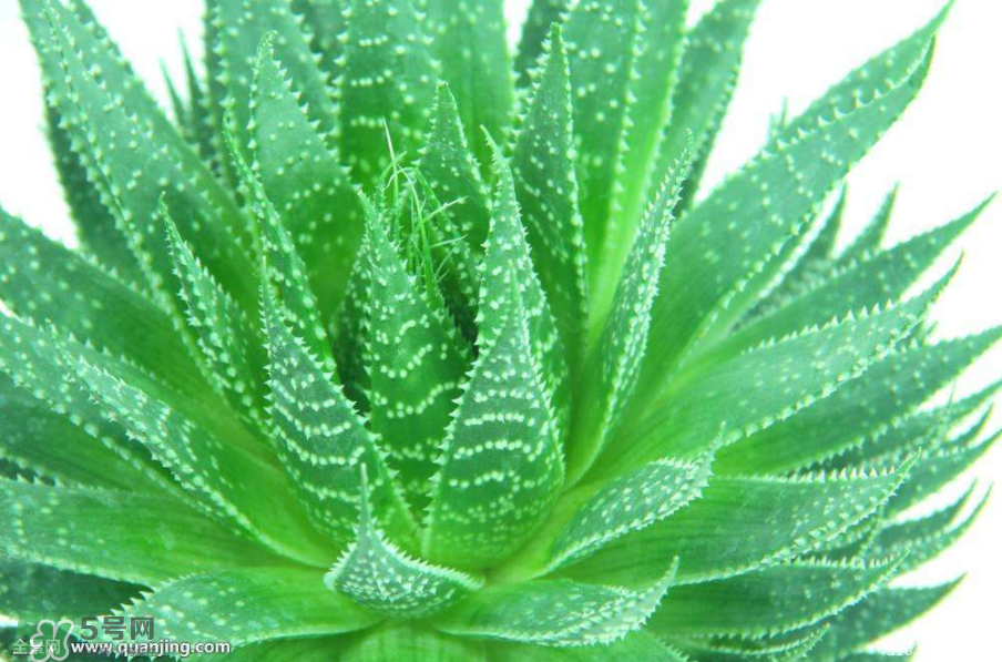 蘆薈有哪些作用？蘆薈會(huì)開花嗎？