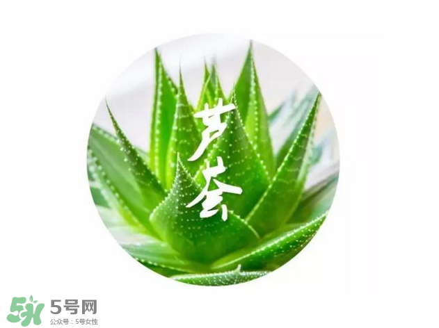 蘆薈膠的醫(yī)療作用有哪些？蘆薈膠的使用方法有哪些？