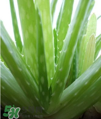 蘆薈膠的醫(yī)療作用有哪些？蘆薈膠的使用方法有哪些？