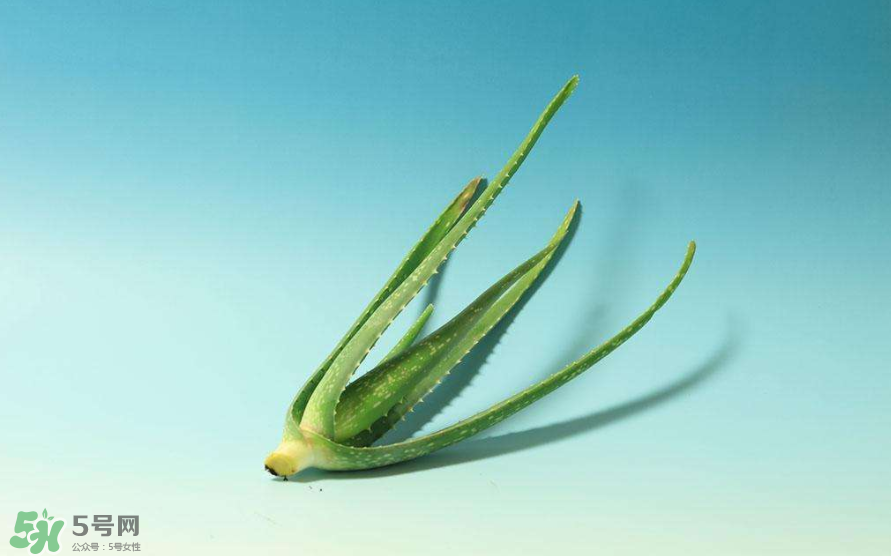 蘆薈膠的醫(yī)療作用有哪些？蘆薈膠的使用方法有哪些？