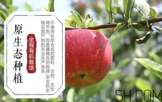 美八蘋果價格多少錢？美八蘋果多少錢一斤？