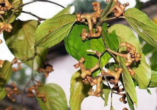 新鮮拐棗吃著澀怎么處理？拐棗為什么澀