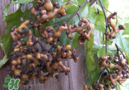 拐棗熬水喝有哪些好處？拐棗怎樣種植