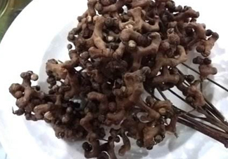 拐棗可以嫁接嗎？拐棗是哪里的特產