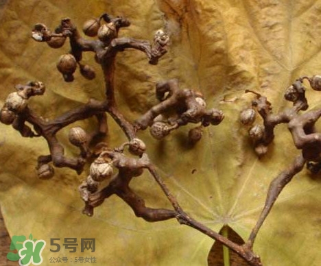 拐棗為什么沒人買？拐棗學(xué)名是什么