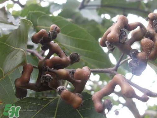 拐棗熬水喝有哪些好處？拐棗怎樣種植