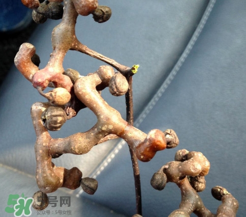 吃拐棗對(duì)人有什么好處？拐棗哪里有賣的