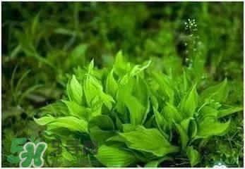 螺旋藻是海帶嗎？螺旋藻是海藻嗎？
