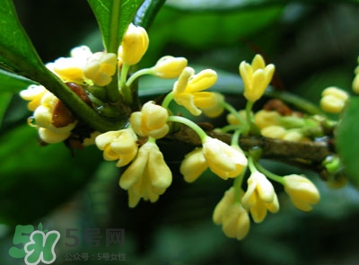 新鮮桂花怎么清洗？新鮮桂花可以冷凍嗎？